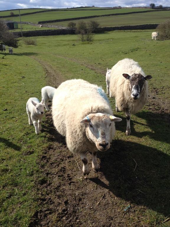 Curlew Barn Bed and Breakfast Leyburn Esterno foto